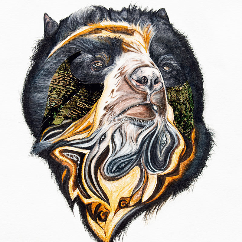 Rosalía V. Reyes, "Spectacled Bear," Colored pencils and collage, 2020. Courtesy of the artist and the Department of Art and Art History © Rosalía V. Reyes