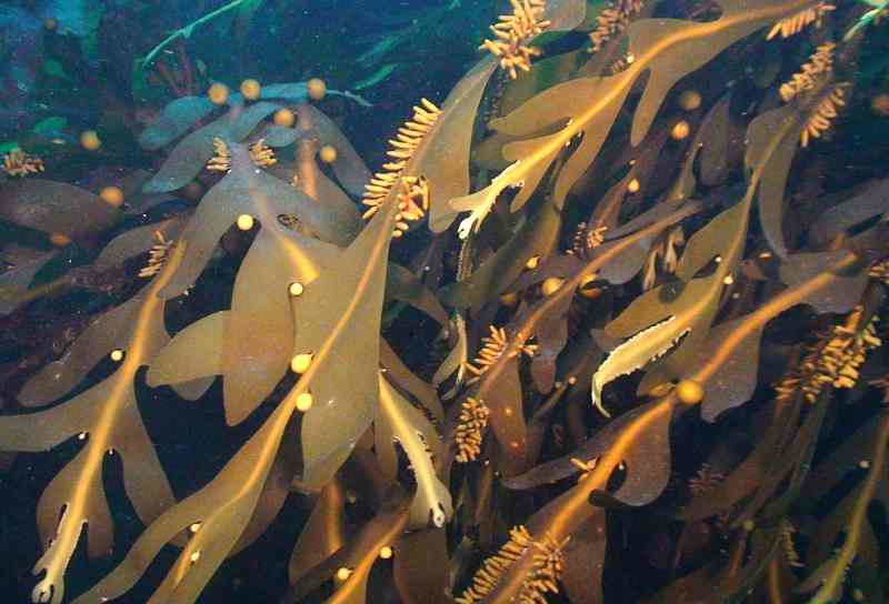 The Antarctic brown alga Cystosphaera jacquinotii 