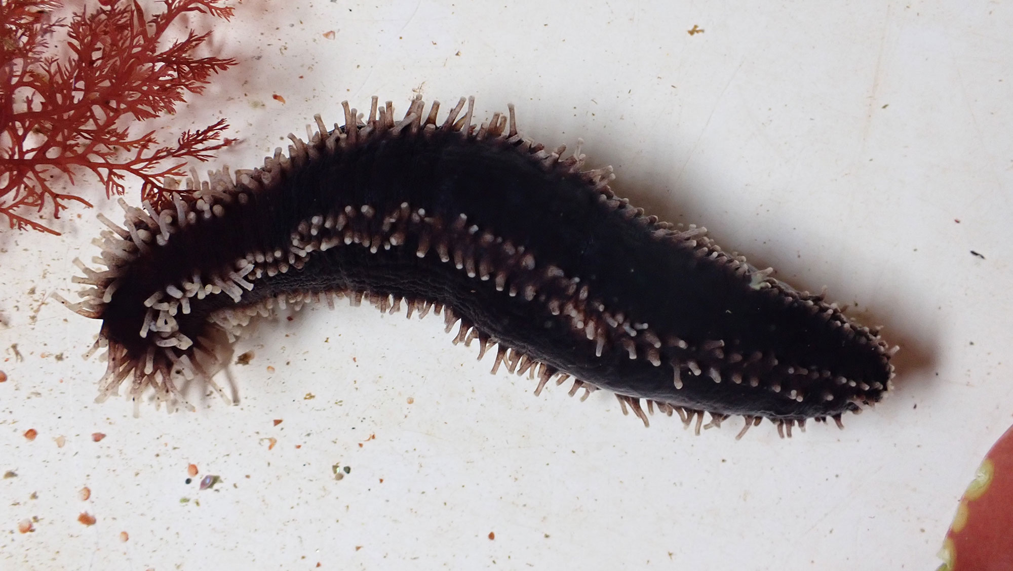 Close up of brown sea cucumber and its paired rows of whitish tube feet