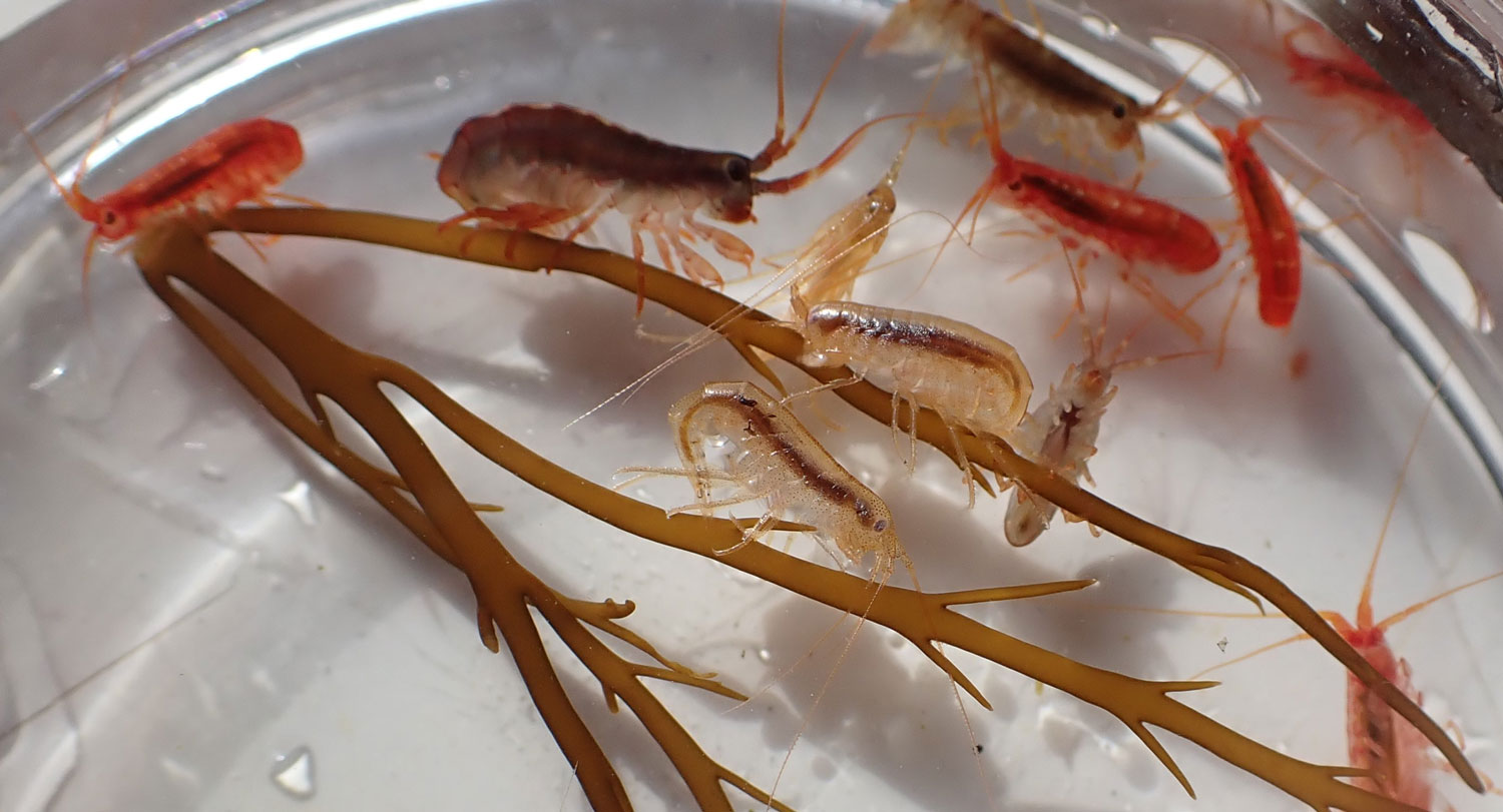 Brown, orange, and clear crustaceans on a piece of seaweed in a lab dish. 