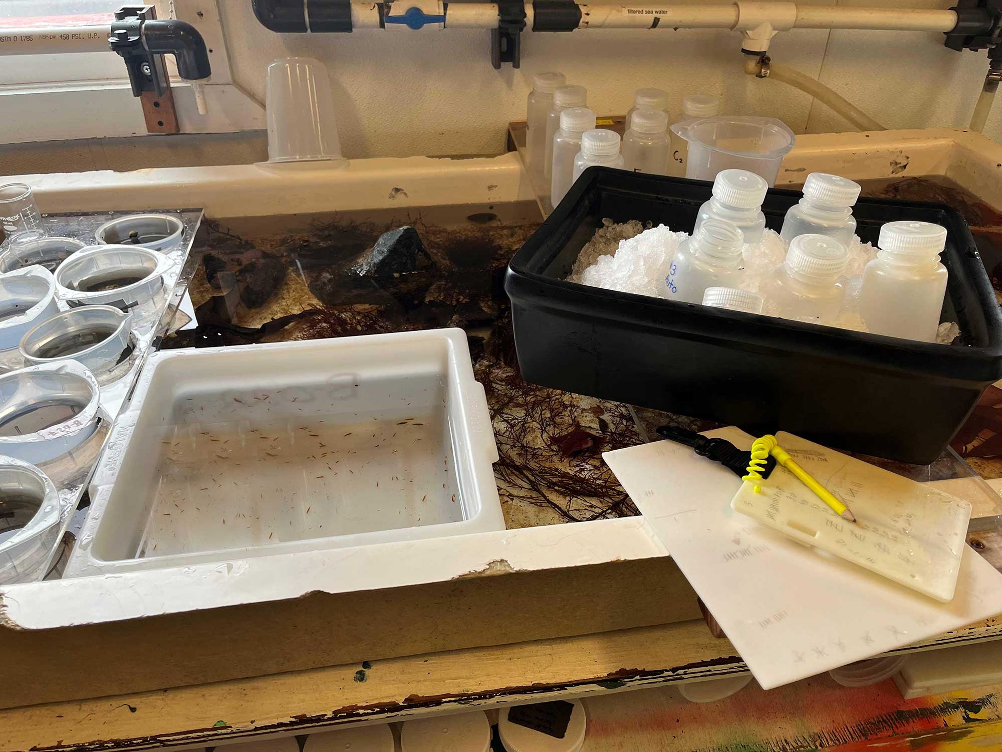 White rectangular plastic tub filled with red amphipods no bigger than a pinkie fingernail floats in shallow water aquaria as the amphipods are counted into opaque jars nestled in a black thick foamed tray; of ice, two small sheets of white plastic, one with a yellow pencil, is nearby to record the numbers transferred