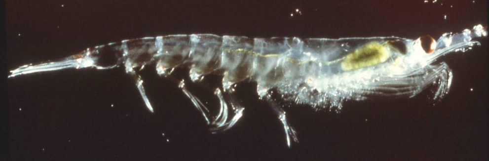 A semi-transparent Antarctic krill. 