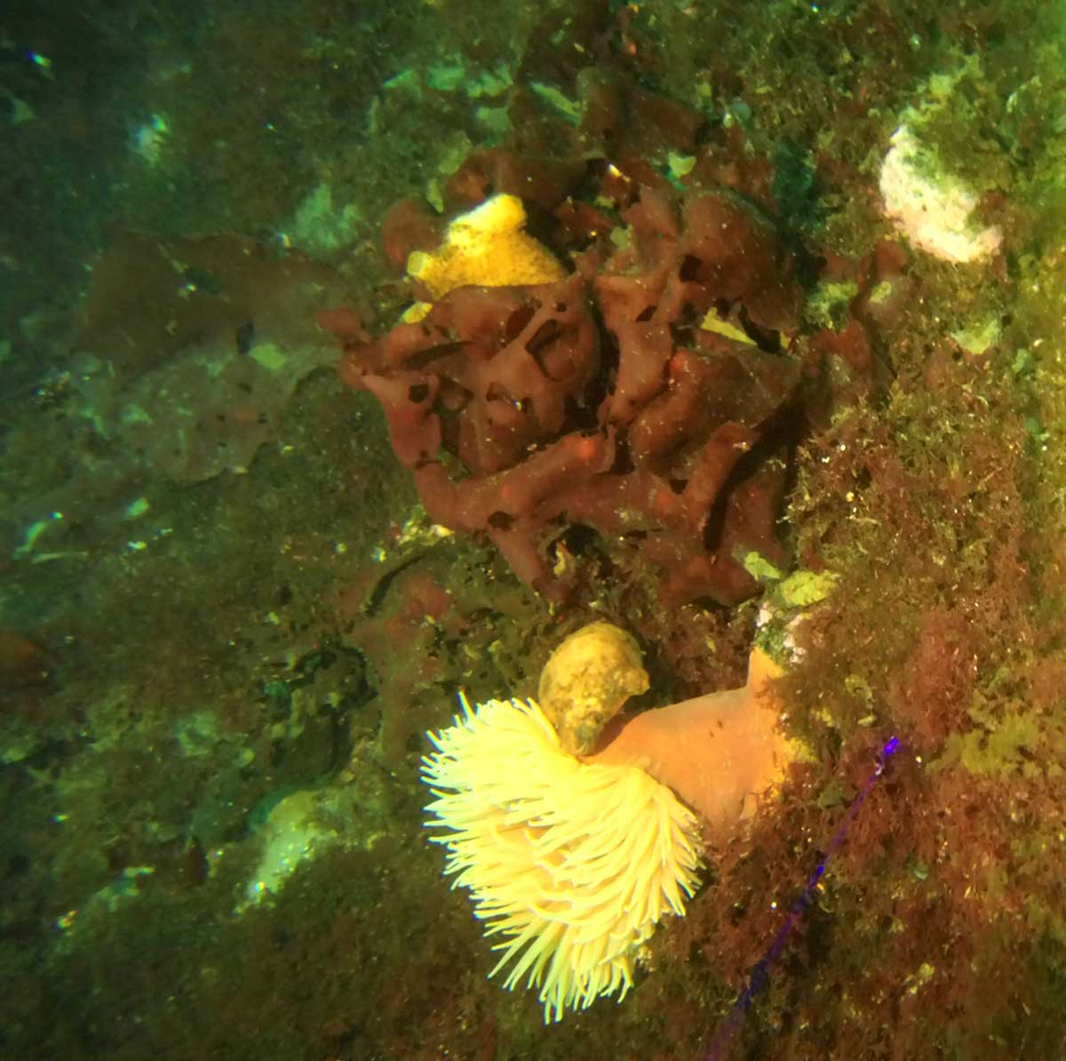 Large anemone with cream-colored tentacles attached by a cylindrical orange trunk to a rock on a sloping seafloor covered with tufts of red algae; another red alga with large flat blades sits between two yellow warty skinned ascidians