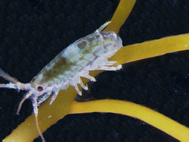 Gondogeneia antarctica, a whitish-clear crustacean sitting on a piece of seaweed. 