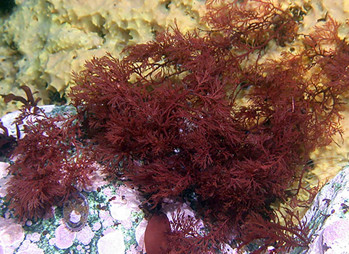 A red seaweed, Plocamium sp. growing on rock with a yellow sponge in background. Photo by B.J. Baker.