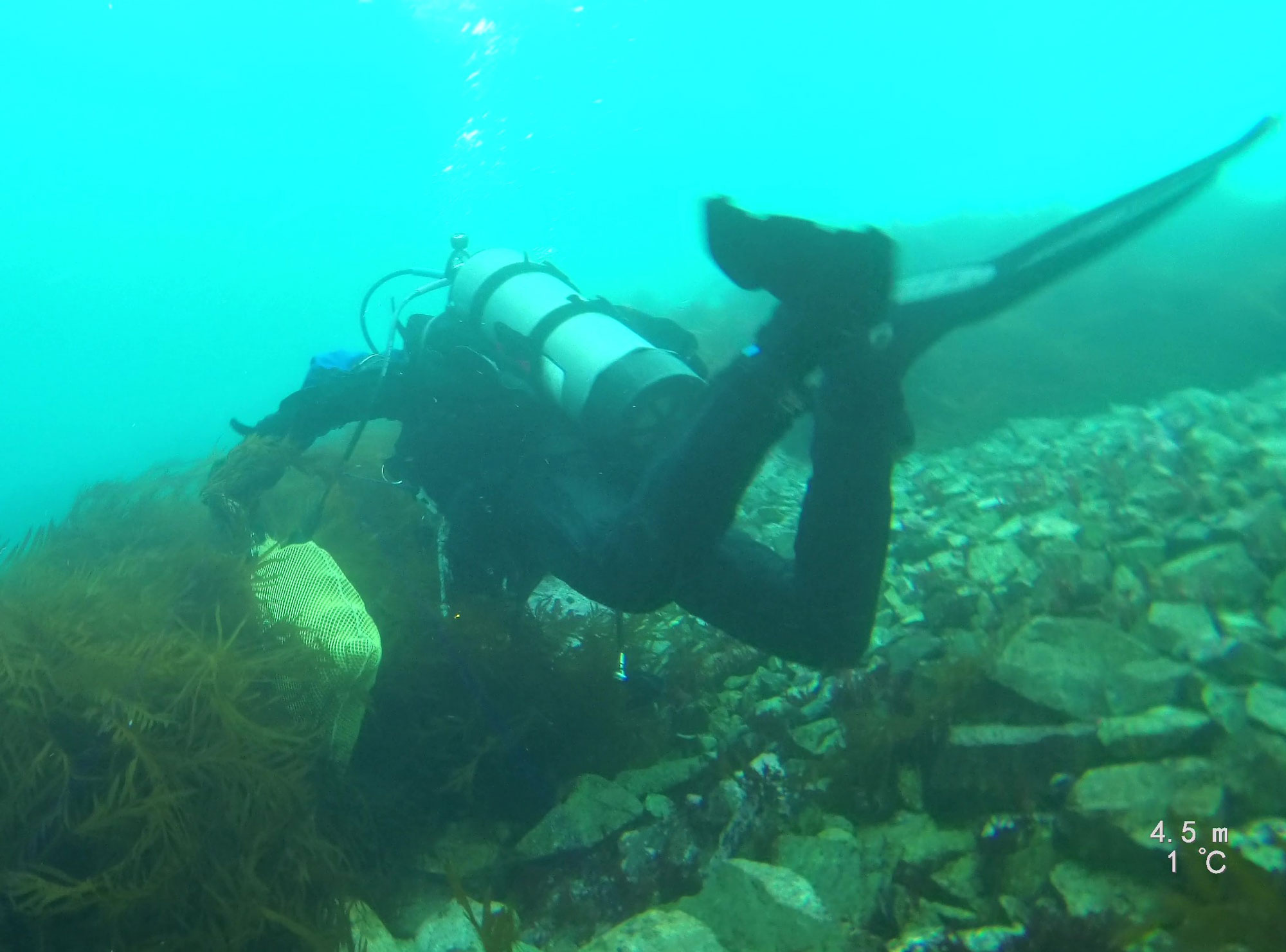 A diver swims among algae. 