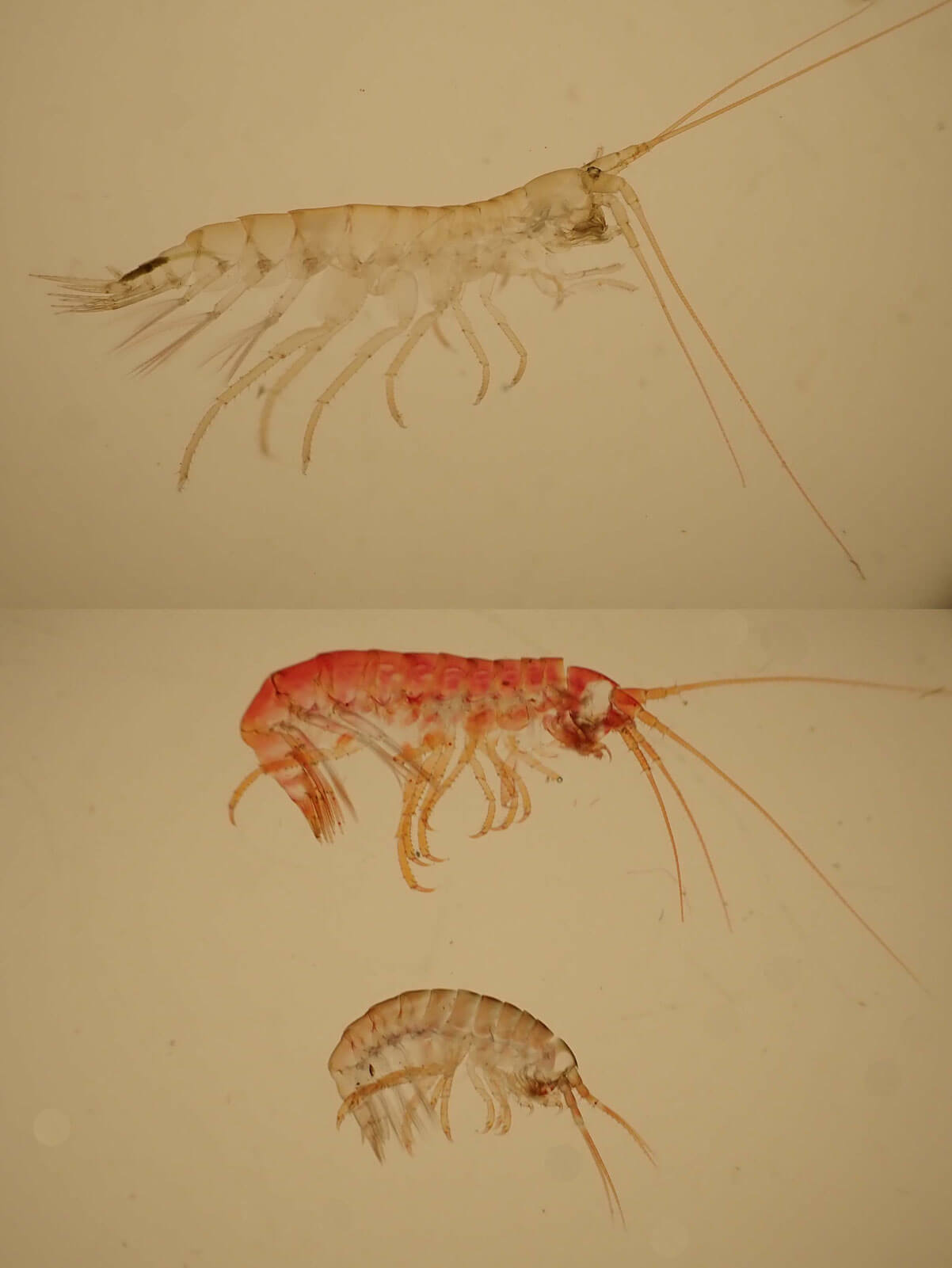 Three molts - top is large and mostly transparent, middle is medium sized and reddish, bottom is small and brown/transparent.