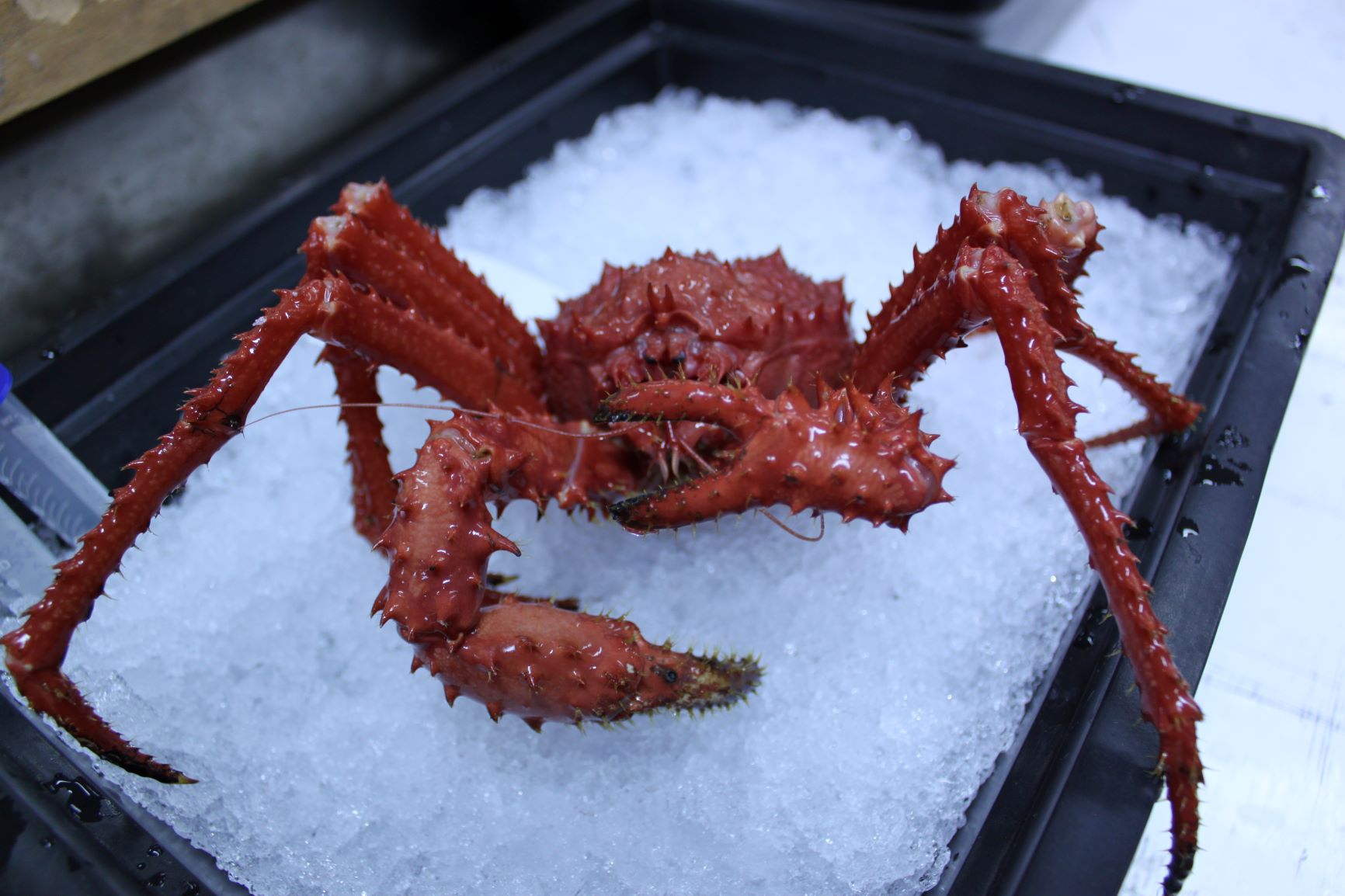 large red spiny crab sits on crushed ice in a black tray