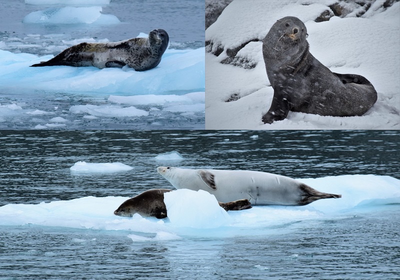 MCurtis 2018 Seals resized
