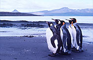  Photo by James McClintock. Kerguelen Island, Subantarctic. King penguins on the beach for an evening stroll.