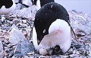  Photo by Margaret O. Amsler Adelie penguin and chick near Palmer Station.