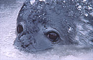  Photo by James McClintock. McMurdo Sound, Antarctica. Juvenile Weddell seal. These seals have very unusual ice chipping teeth that they use to form holes for breathing and to escape from predators.
