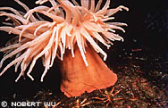  Photo by Norbert Wu.  McMurdo Sound, Antarctica. A sea anemone with sea spiders sitting at the base. Sea spiders feed on sea anemones.