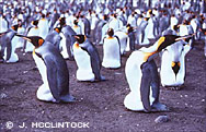 wow ant: king penguins with eggs on feet 44.jpg