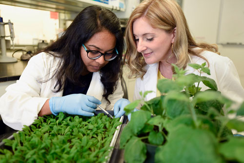 two women examining plants