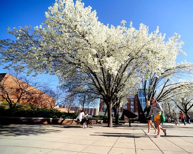 Students walking on the UAB campus under white flowering trees. 