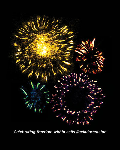 Celebrating freedom within cells #cellulartension