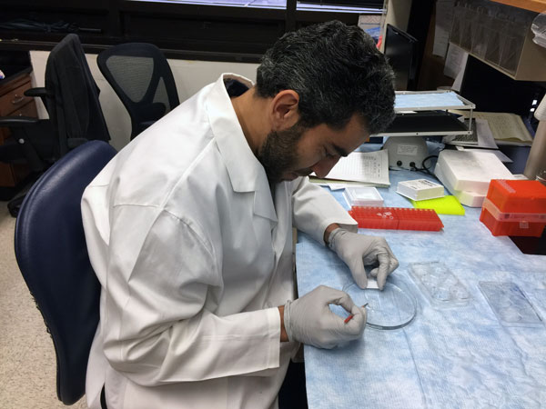 Hisham Abdelmotilib doing research in a lab.
