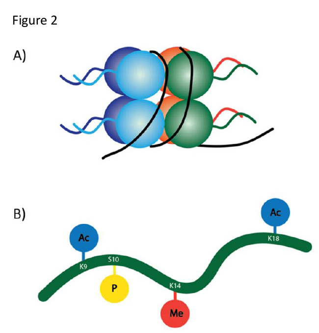 Nucleosomes and histone tail modifications.