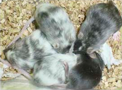 Mice