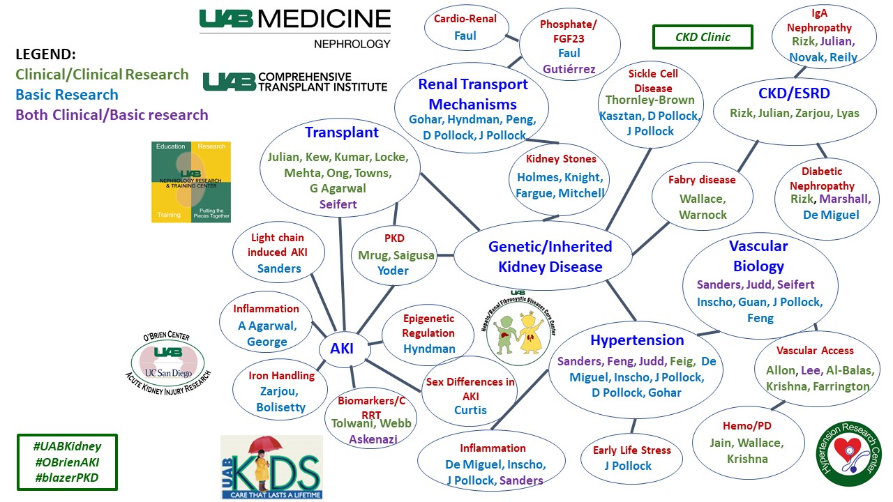 Nephrology Overview Image