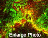 protein_100x79_2
