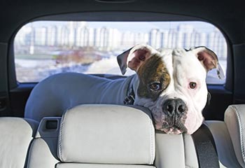 mcgwin pets in cars s