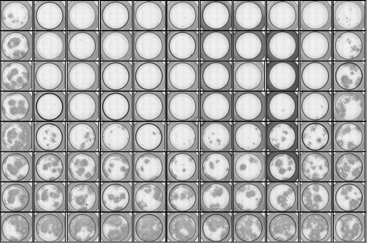 SEBLAB microscopic image of the drug screen studies