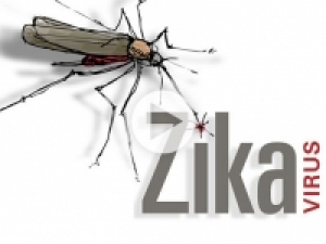 Zika answers