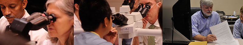 DvisionsBanner_800x150