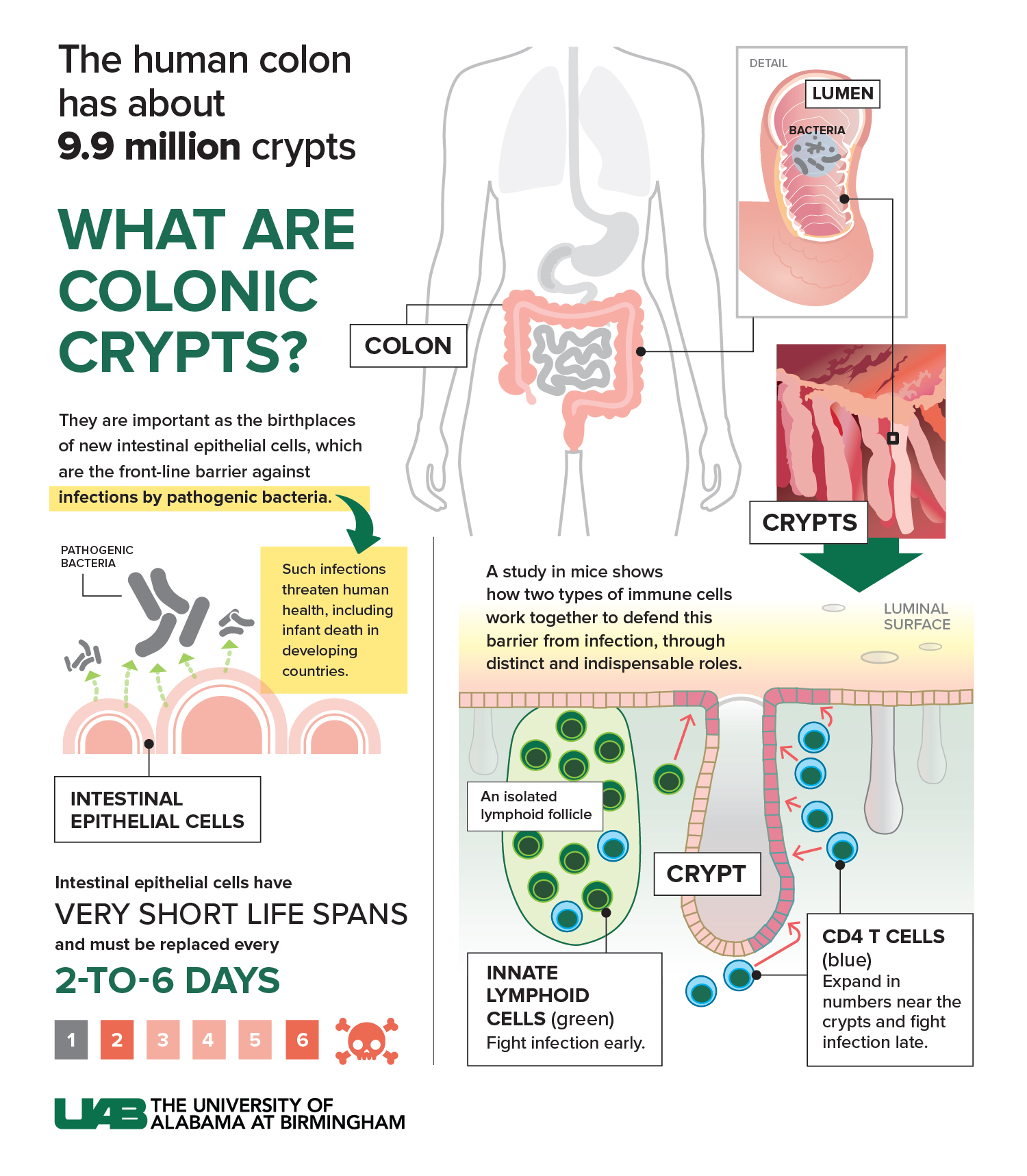 Colonic crypts graphic