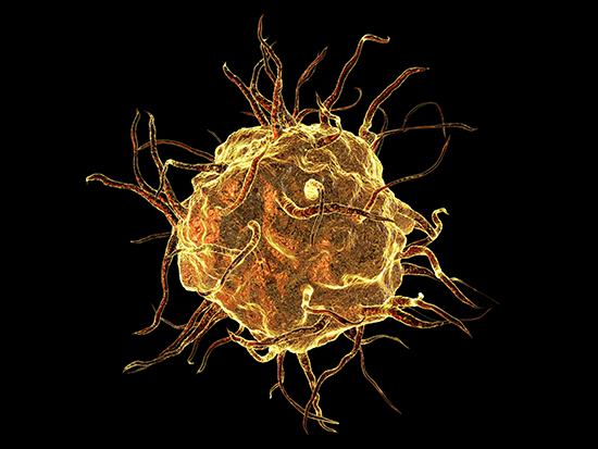 Macrophage, computer illustration.