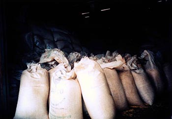 In developing countries, food stored in piles of sacks in warehouses is often contaminated with fungi that give off toxic substances