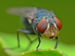Human brain protein associated with autism confers abnormal behavior in fruit flies