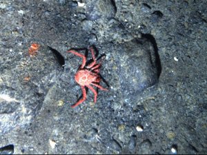 King crabs invade Antarctica, could jeopardize cures for disease