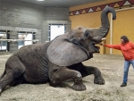 Study examines obesity and reproductive status of zoo elephants