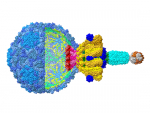 Atomic structure of a staphylococcal bacteriophage using cryo-electron microscopy