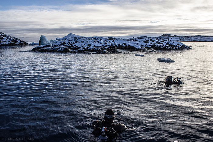 Two divers in the water looking at an icy landscape.