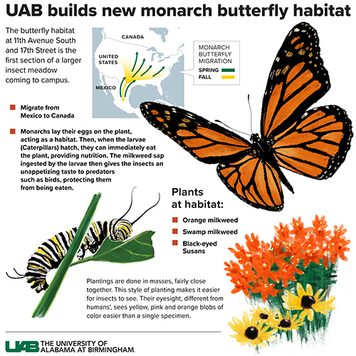 Monarch Butterfly Habitat infographic 500