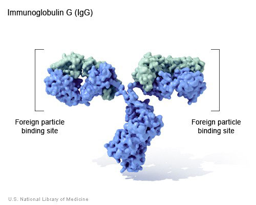 rep antibody igg 500px
