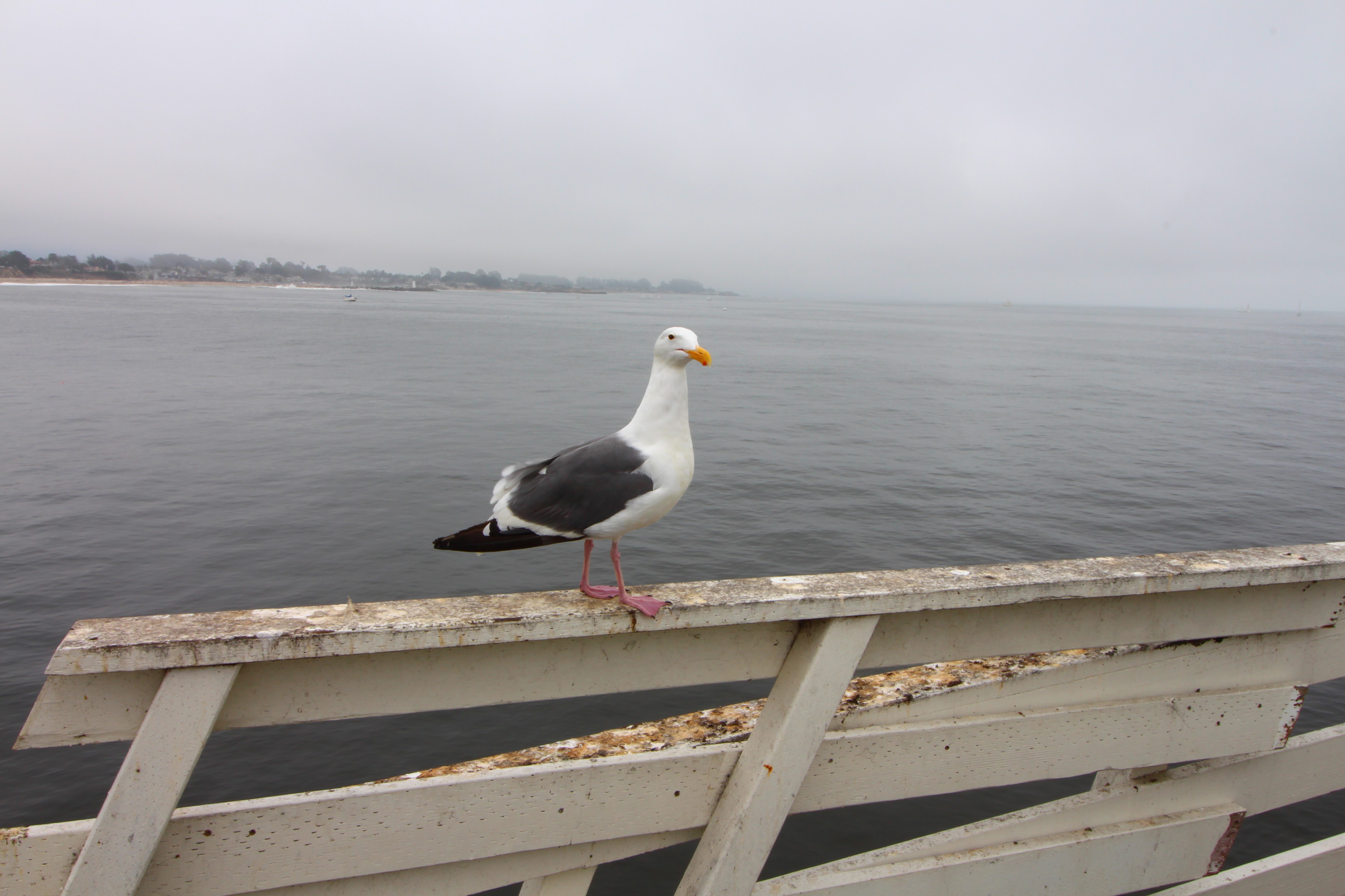 19Western Gull Larus Occidentalis On The Santa Cruz Wharf