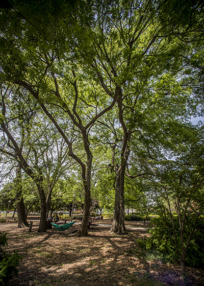 UAB’s most valuable tree: Quercus virginiana, Southern Live Oak