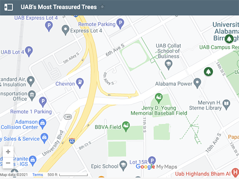 Navigate a Google Map of UAB’s most treasured trees