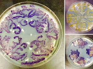 Students use bacteria to create art that reveals the masterstrokes of science