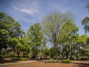 Enjoy a visit to UAB’s most treasured trees