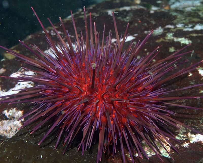 Image of a Red Sea Urchin