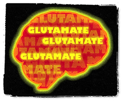 0213 glutamate2