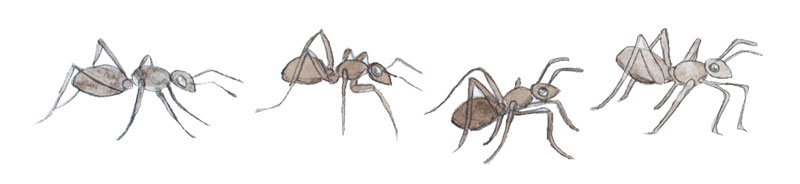 Illustration of ants by Jon Woolley