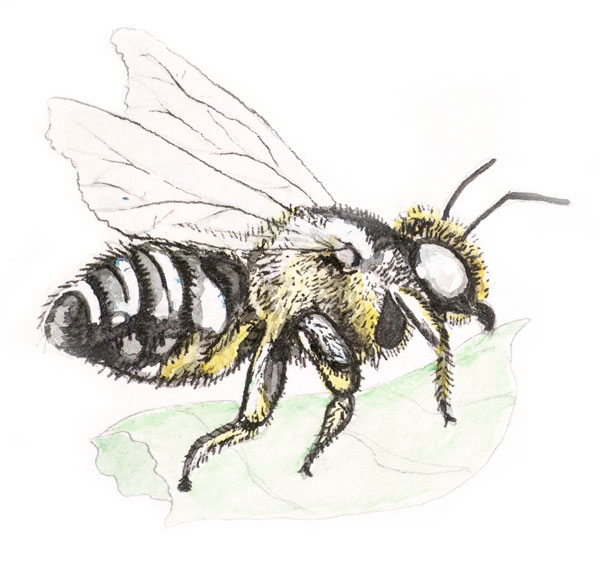 Illustration of bee by Jon Woolley