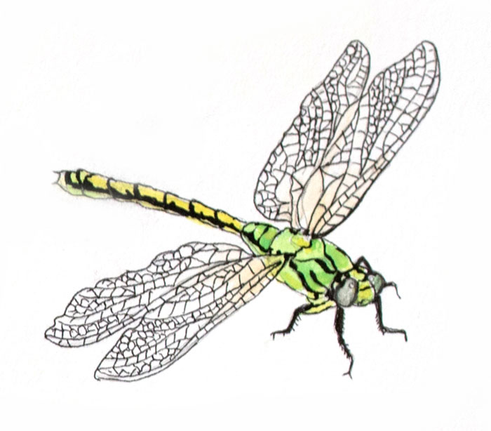 Illustration of dragonfly by Jon Woolley